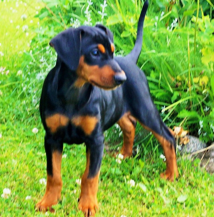 Pinscher * Xélanc Young Ykela 12 veckor